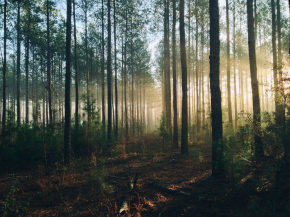 A información pública medidas para la planificación y gestión de los bosques